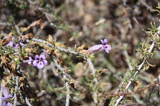 Aptosimum marlothii (Engl.) Hiern resmi