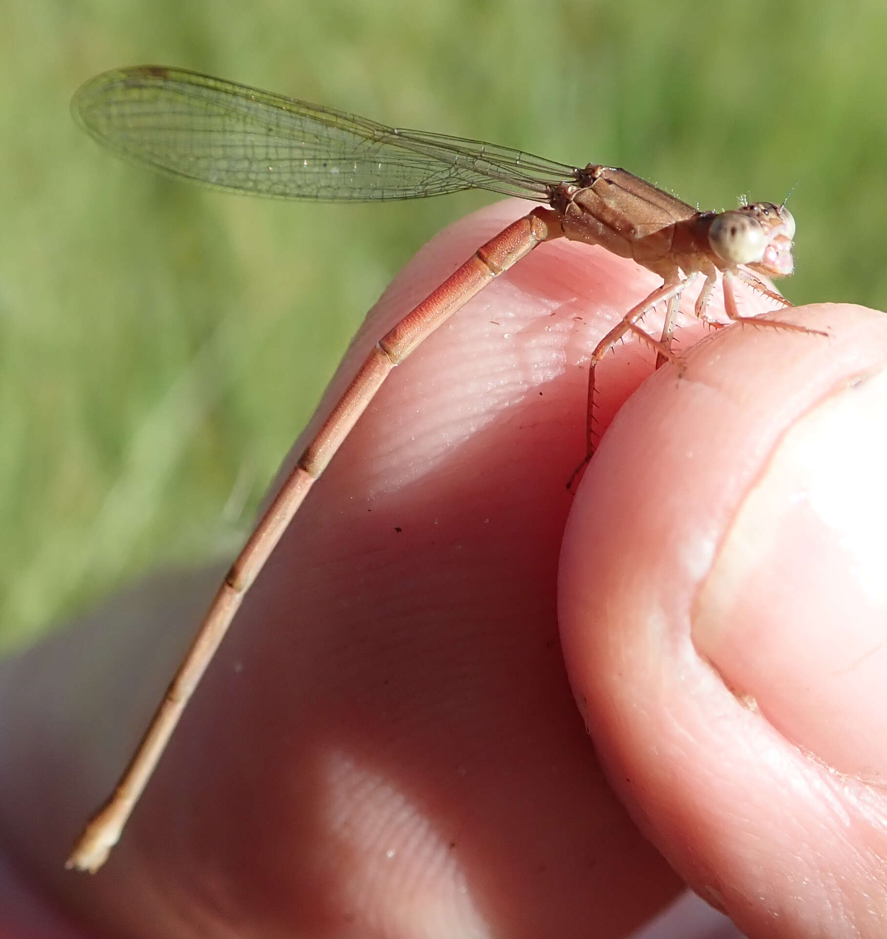 Image of Ceriagrion katamborae Pinhey 1961