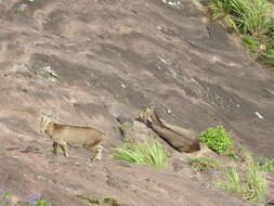 Image of Nilgiritragus Ropiquet & Hassanin 2005