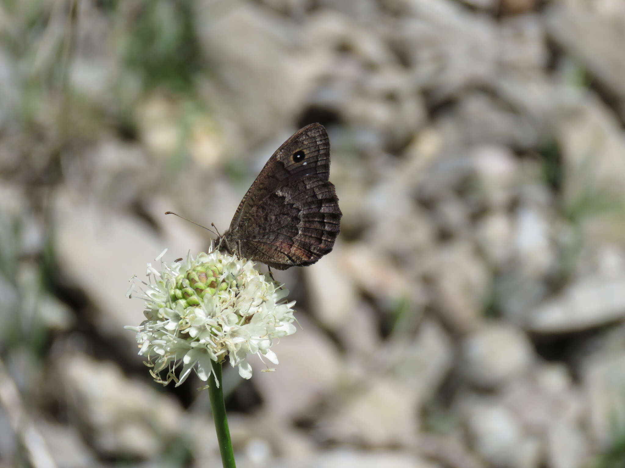 Imagem de Satyrus actaea Esper 1780