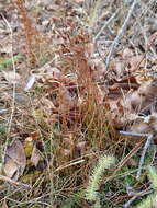 Image of little curlygrass fern