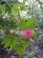 Imagem de Calliandra tergemina (L.) Benth.