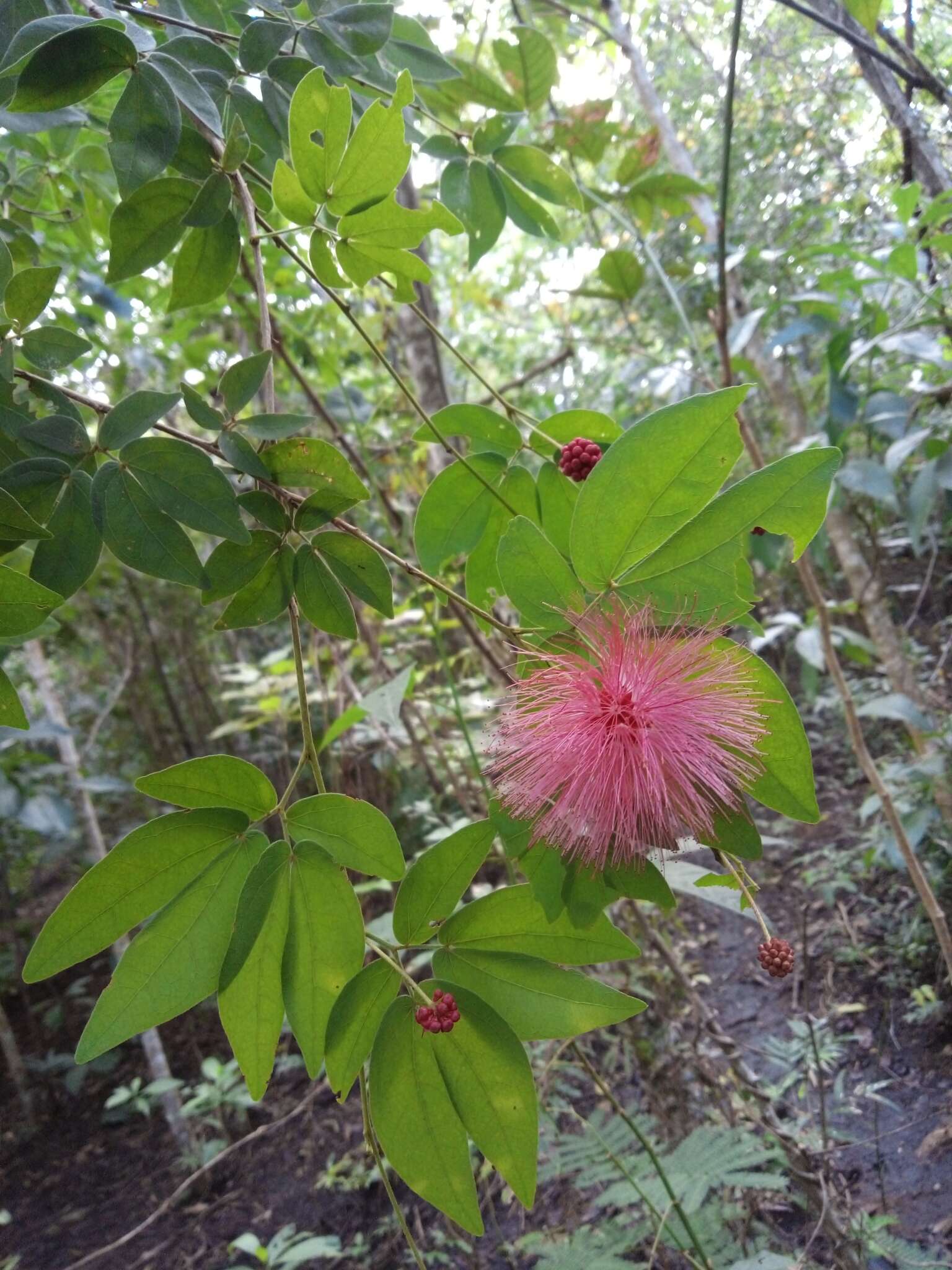 Imagem de Calliandra tergemina (L.) Benth.