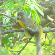 Image of Common Squirrel Monkey