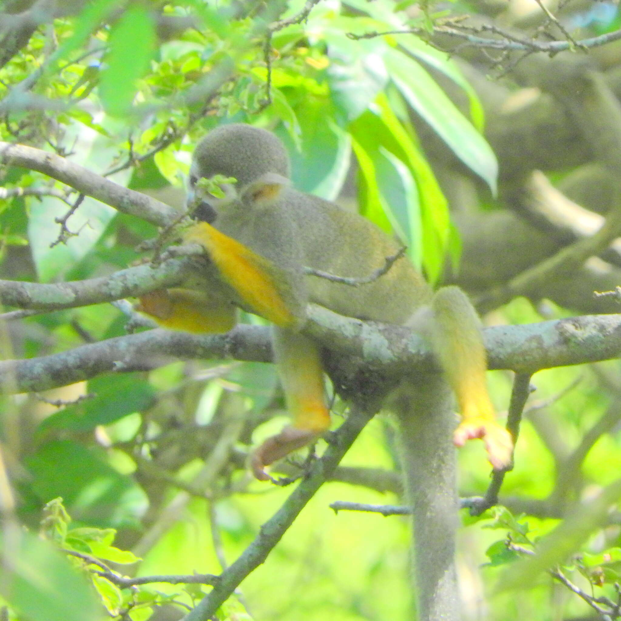 Image of Common Squirrel Monkey