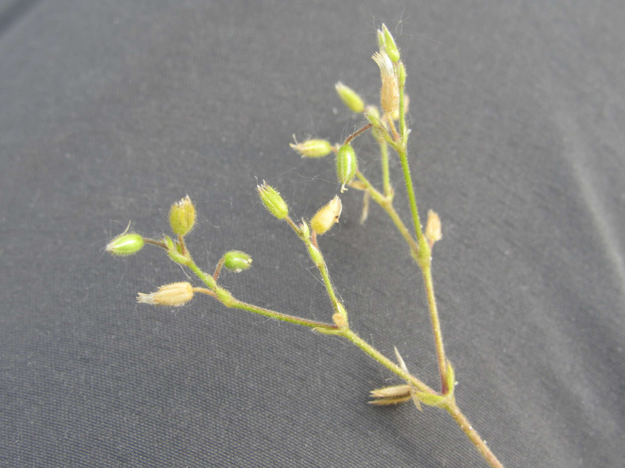 Image of Cerastium glutinosum Fries