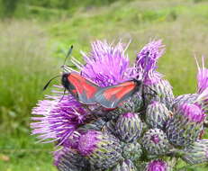 Plancia ëd Zygaena purpuralis Brünnich 1763