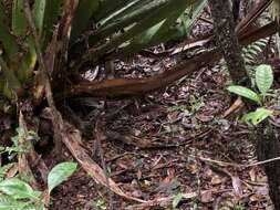 Image of Collared Nightjar