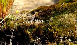 Image of campylopus moss