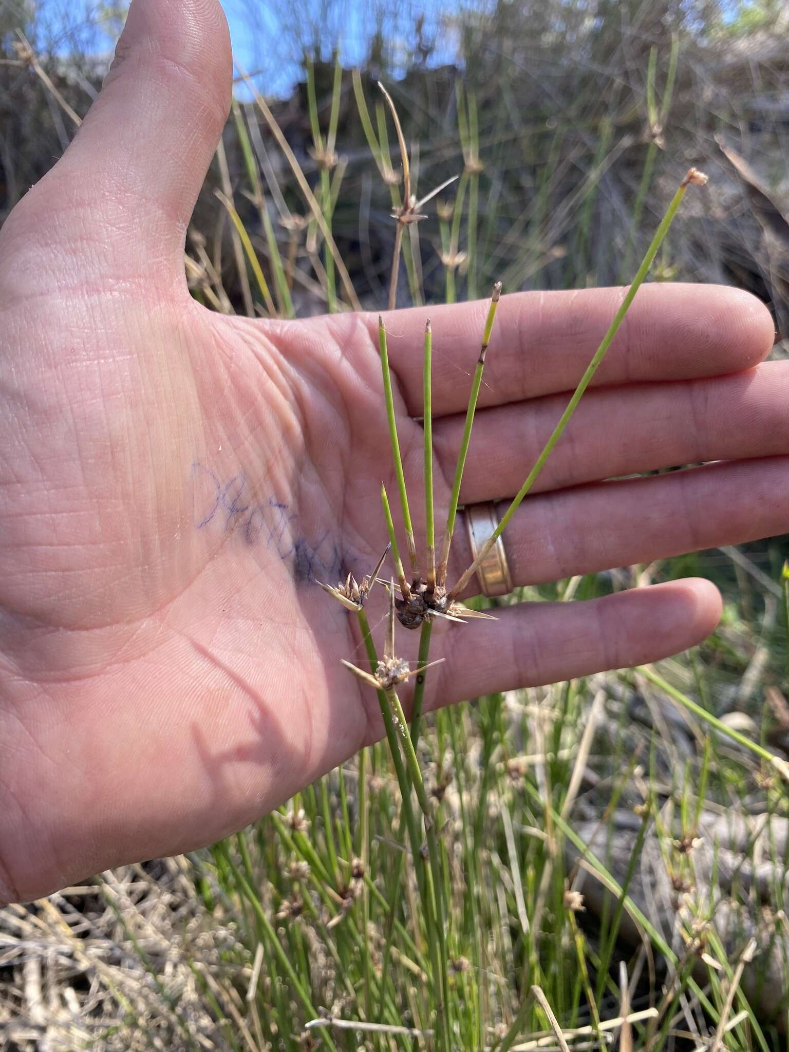 Imagem de Cyperus gymnocaulos Steud.