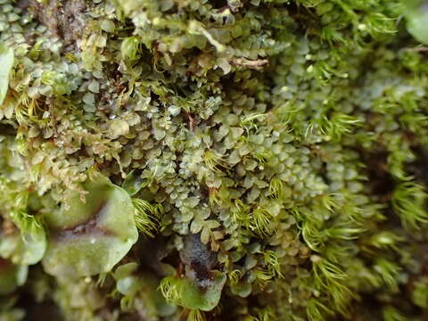 Image of Calypogeia subgen. Asperifoliae (Warnst.) R. M. Schust.