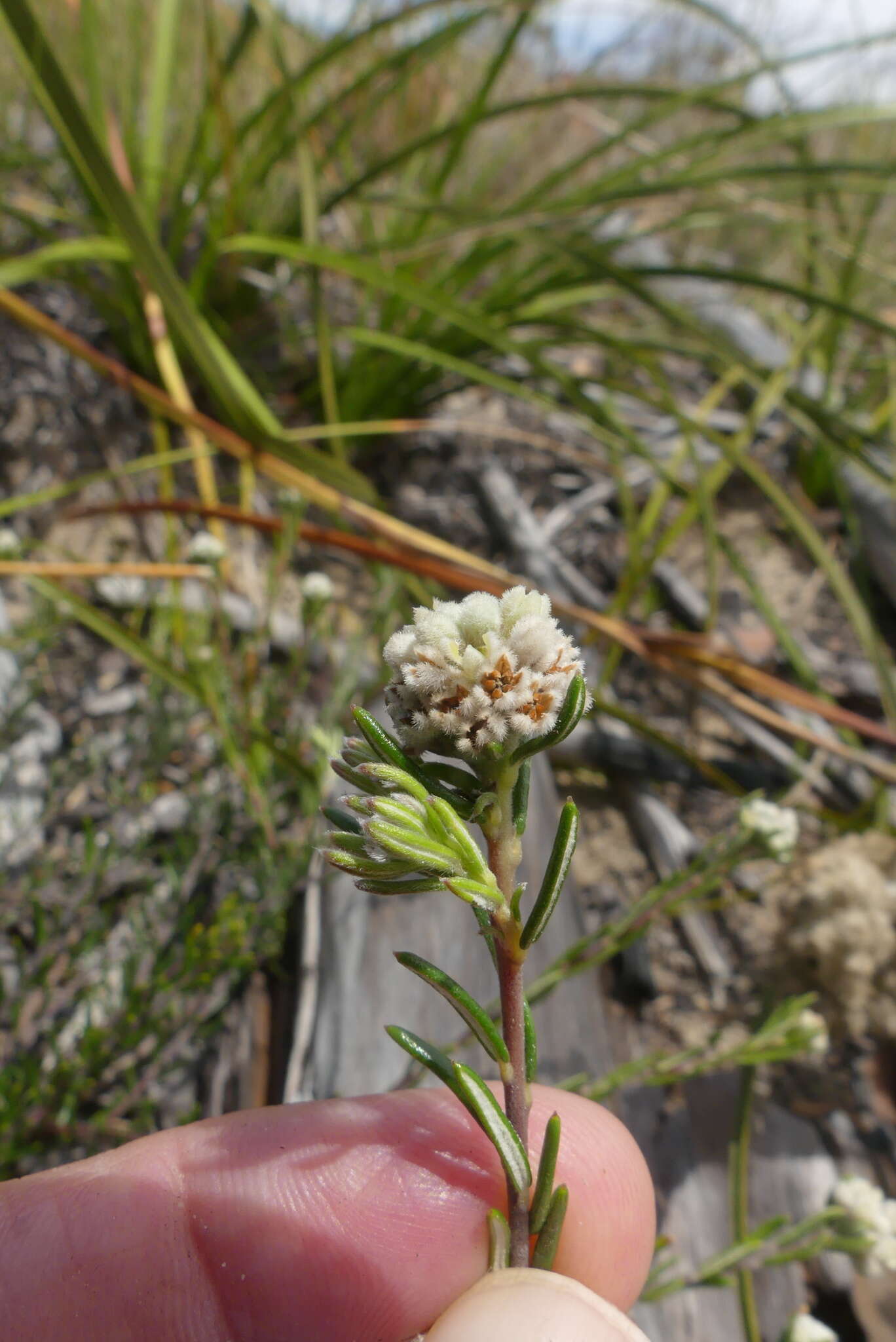 Image of Phylica imberbis Berg.