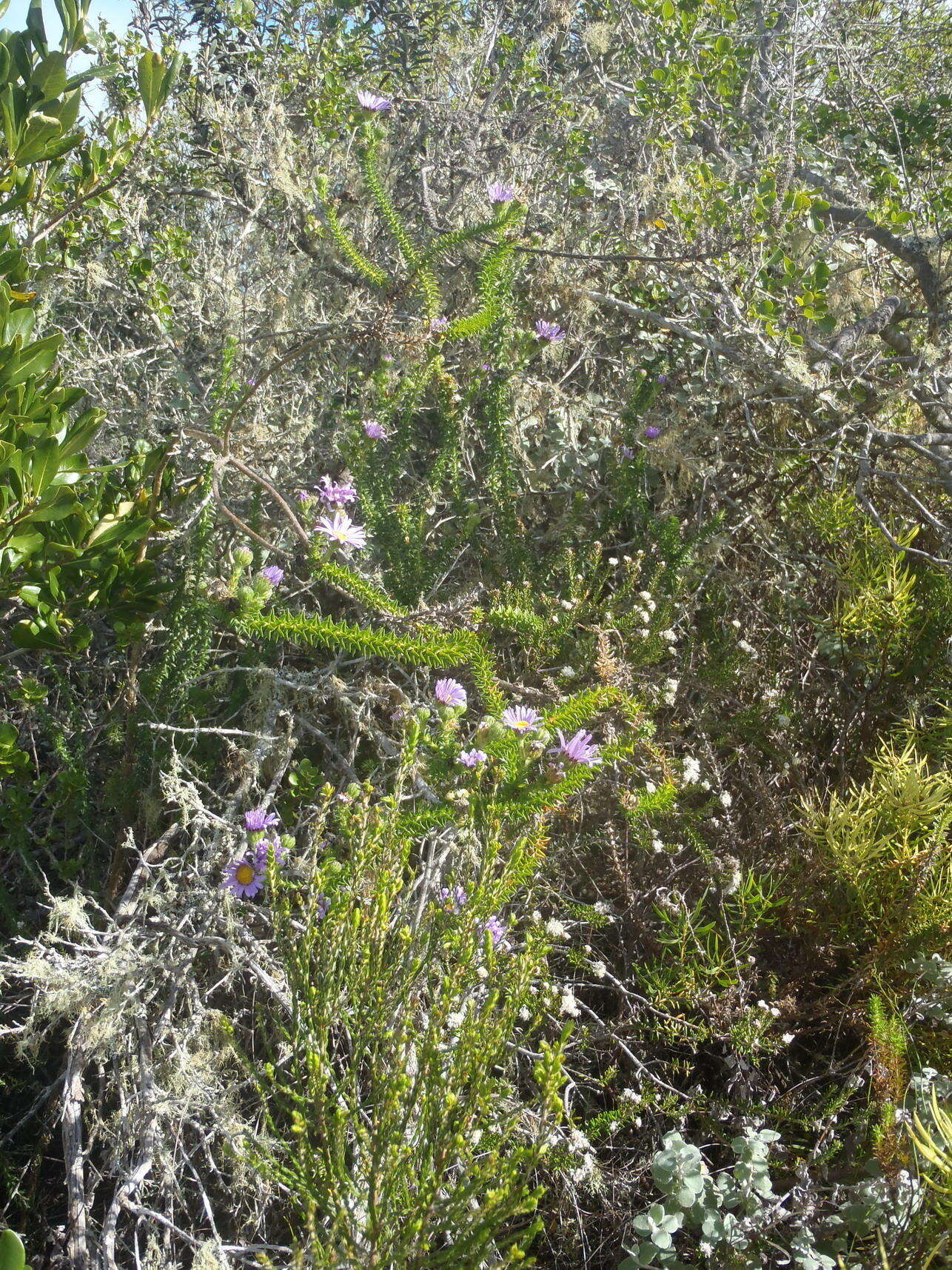 Image of Dune daisy