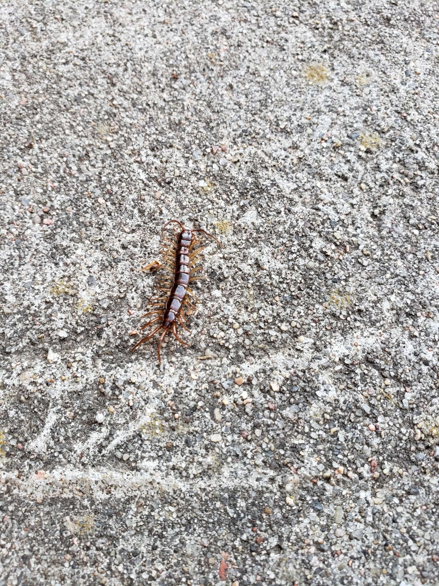 Image of Common centipede