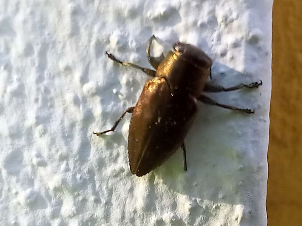 Chrysobothris dorsata (Fabricius 1787)的圖片