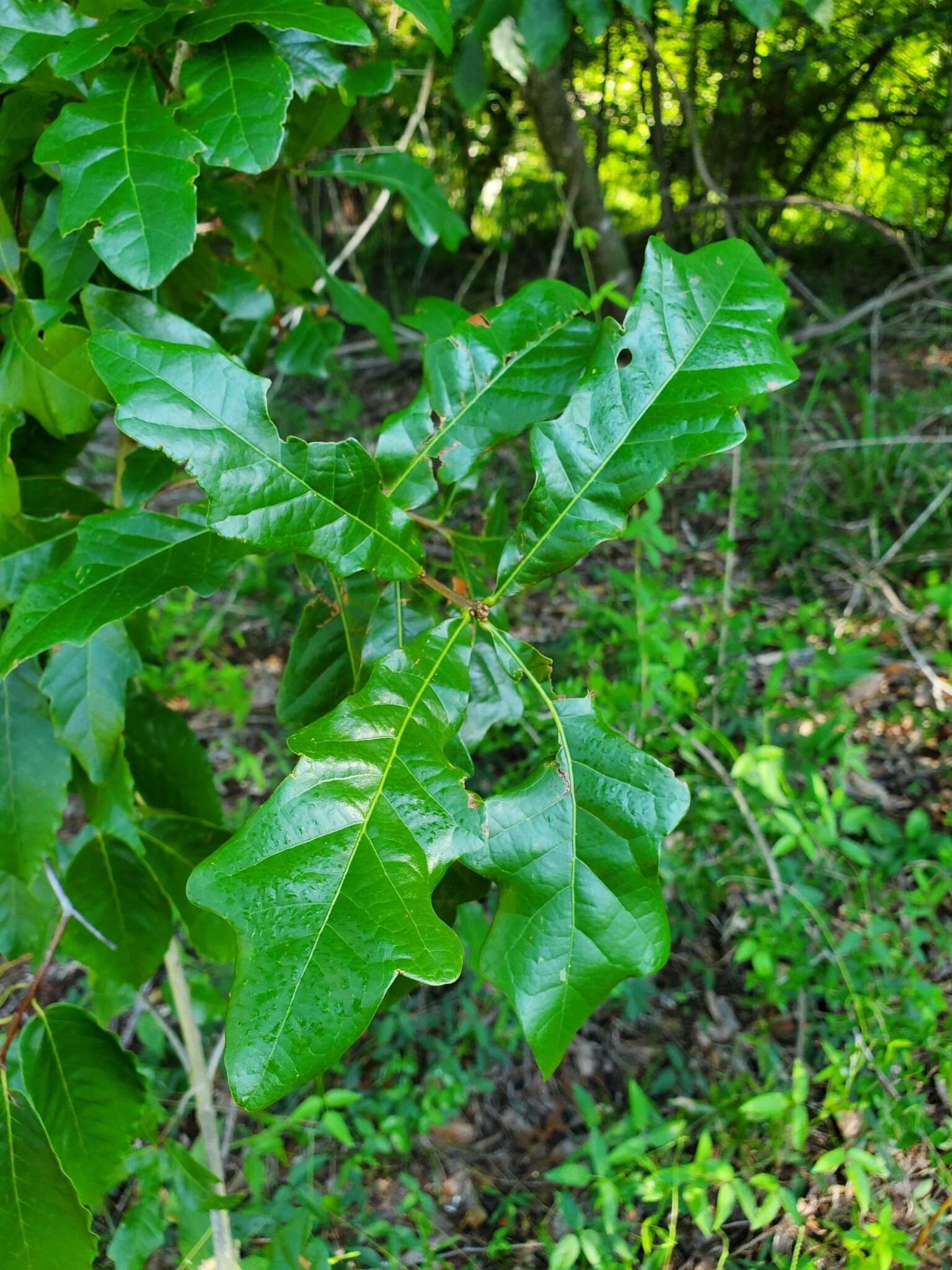 Imagem de Quercus austrina Small