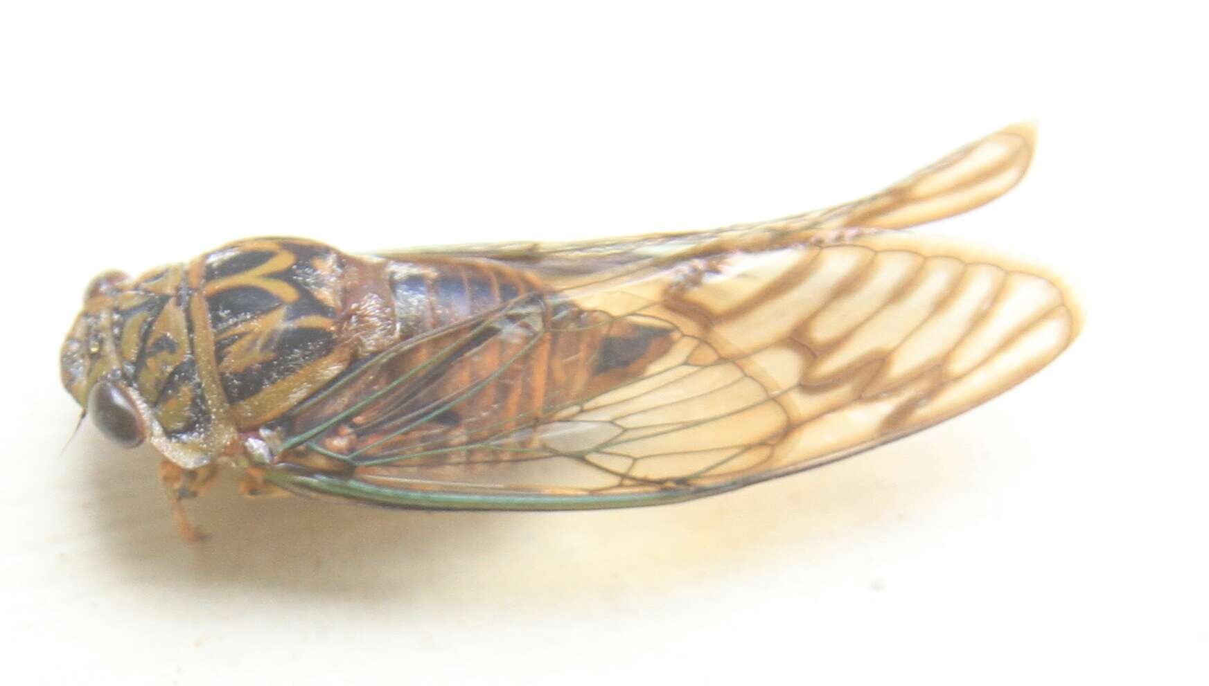 Image of Odopoea vacillans (Walker & F. 1858)