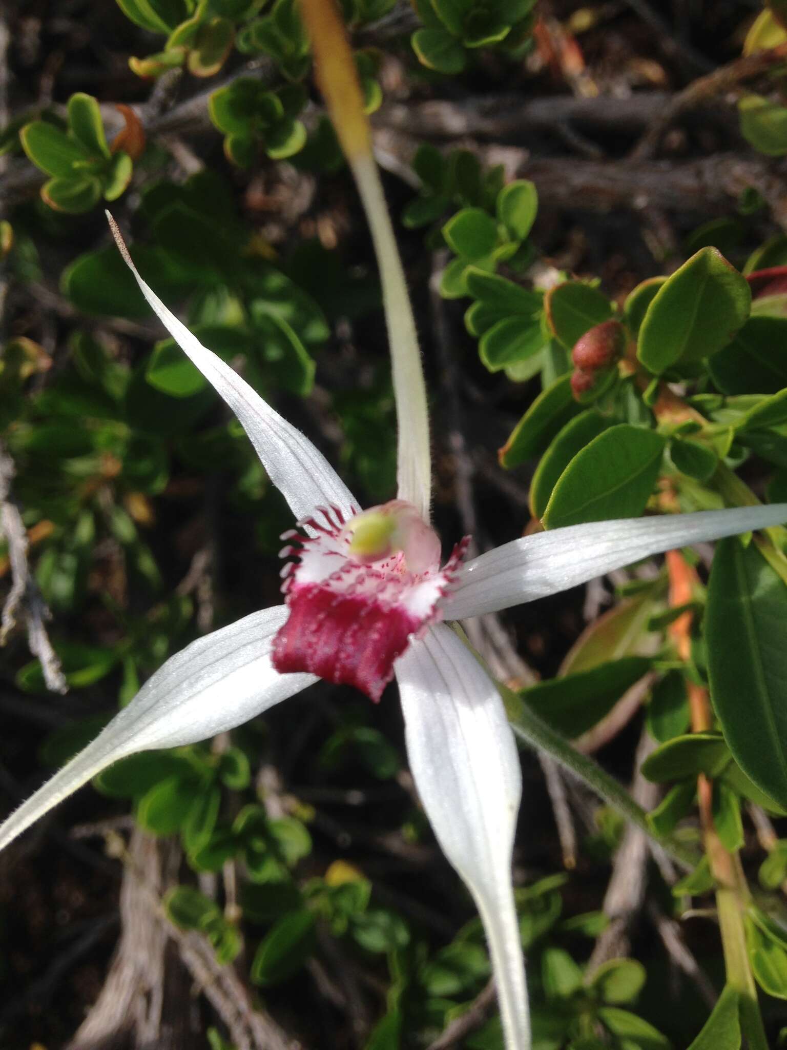 Image of Exotic spider orchid