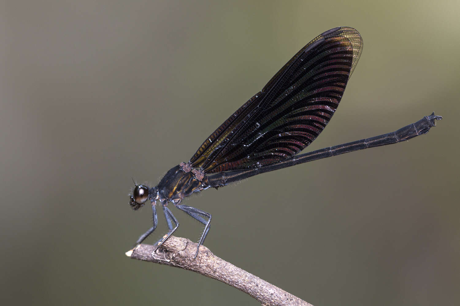 Image of Euphaea masoni Selys 1879