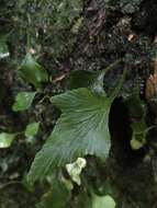 Image of Asplenium trilobum Cav.