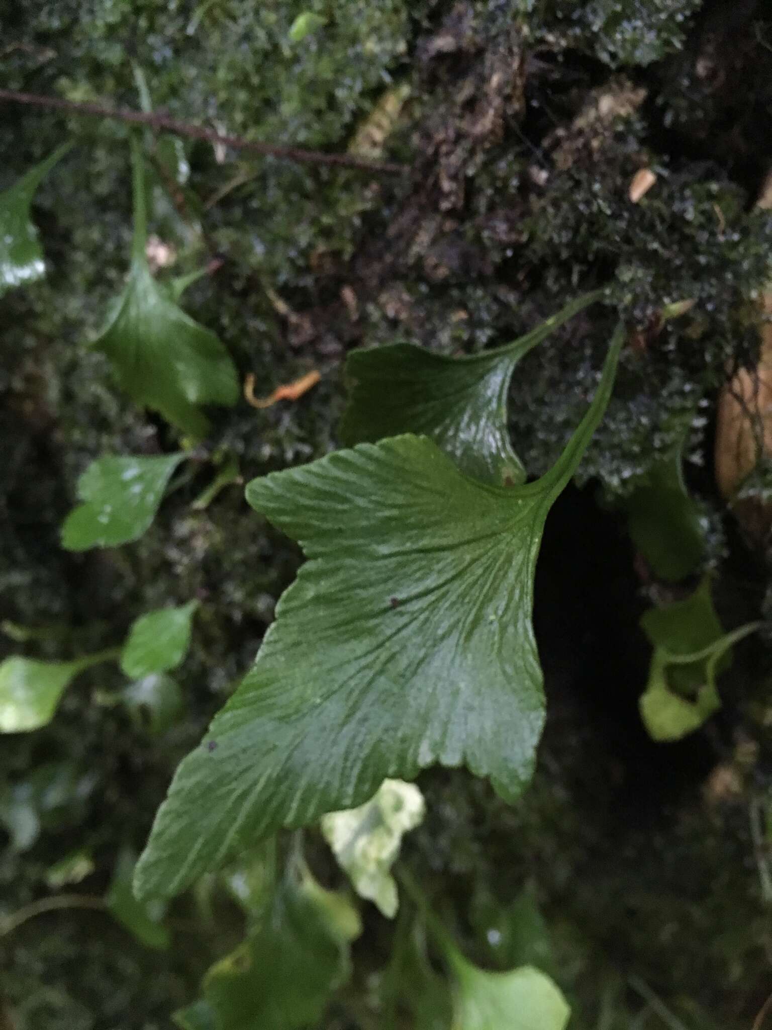 Image of Asplenium trilobum Cav.