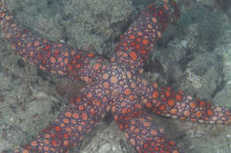 Image of Rose sea star