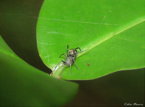 Слика од Myrmecotypus niger Chickering 1937