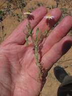 Image of western daisy fleabane