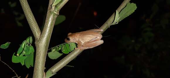 Imagem de Dendropsophus columbianus (Boettger 1892)