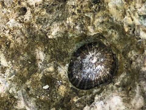 Image of black limpet