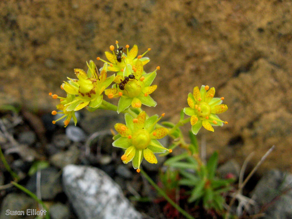 Image of Yellow (Mountain) Saxifrage