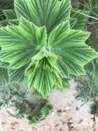 Image of Pelargonium cucullatum subsp. strigifolium Volschenk