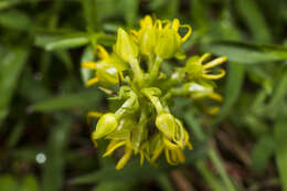 Habenaria marginata Colebr. resmi