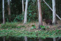 Image of Lesser Capybara