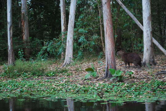 Image of Lesser Capybara