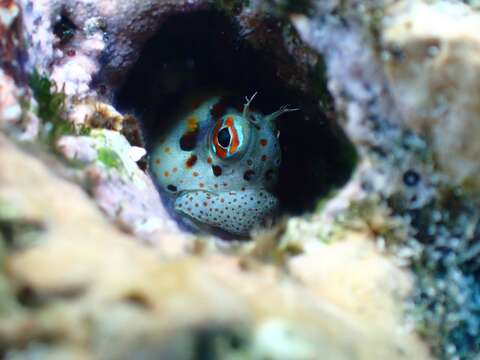 Image of Orange-spotted Blenny