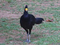 Image of Black Curassow