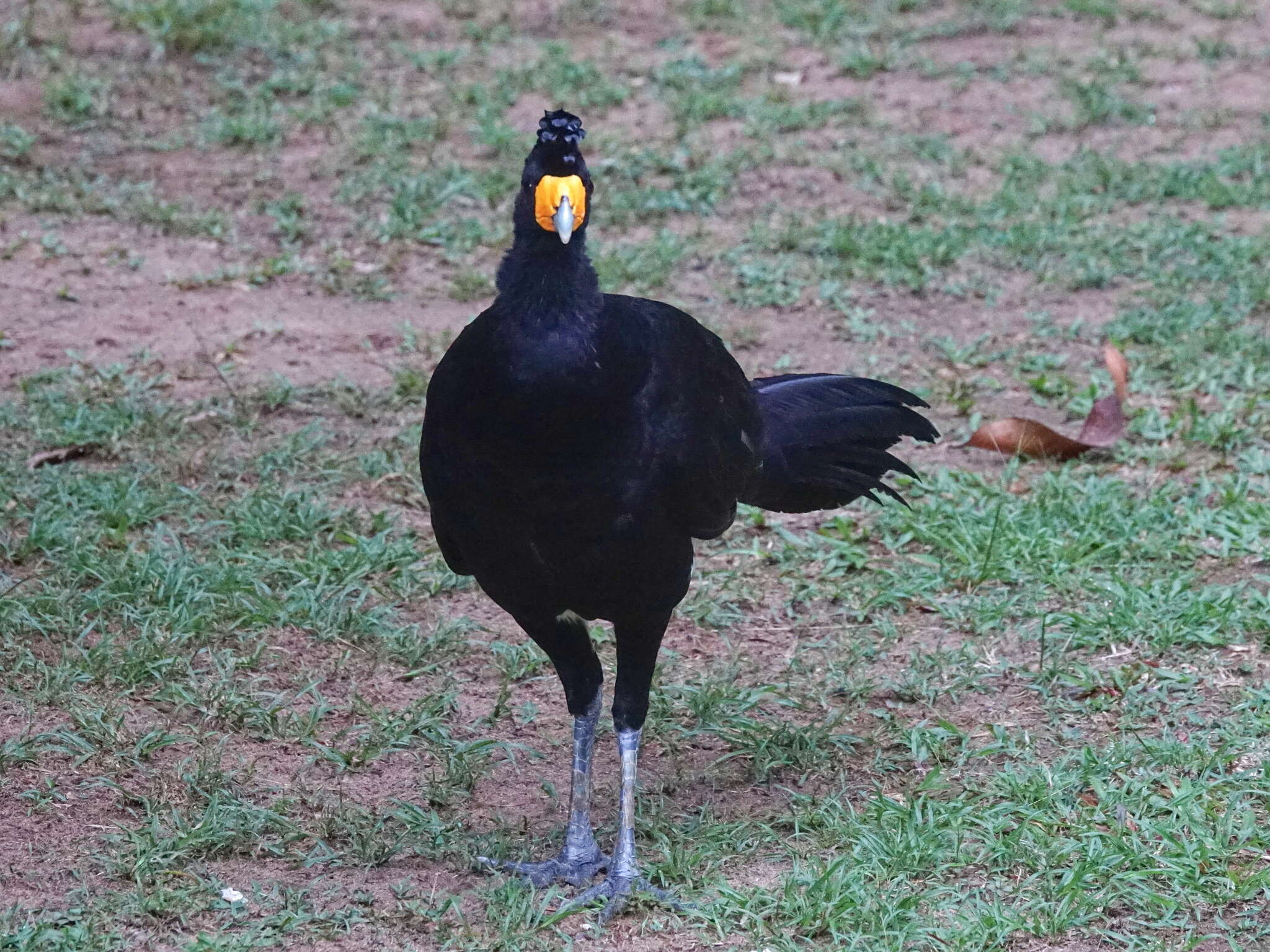 Image of Black Curassow