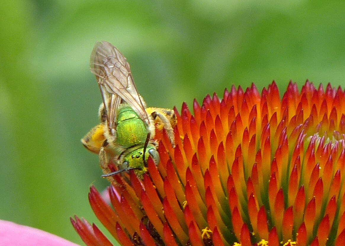 Image of Bicolored Agapostemon