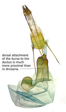 Image of Renounced Hydriomena