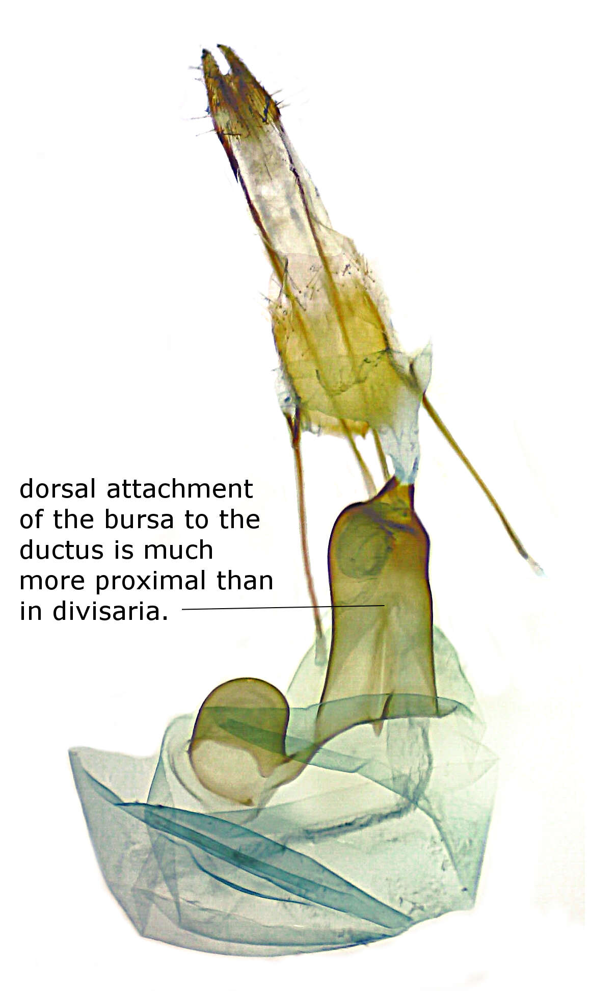 Image of Renounced Hydriomena