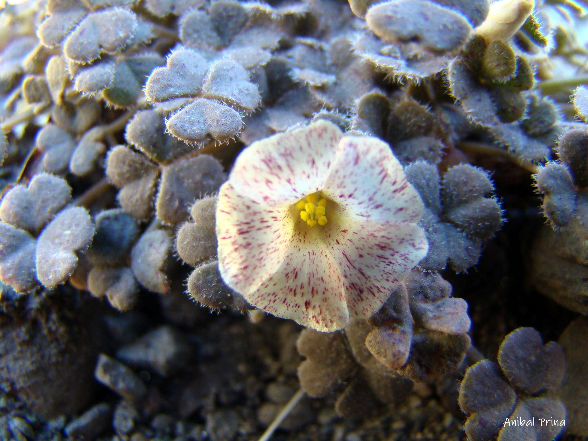 Image of Oxalis chachahuensis Alfonso, Prina & Muiño