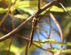 Image of Eastern Swamp Emerald