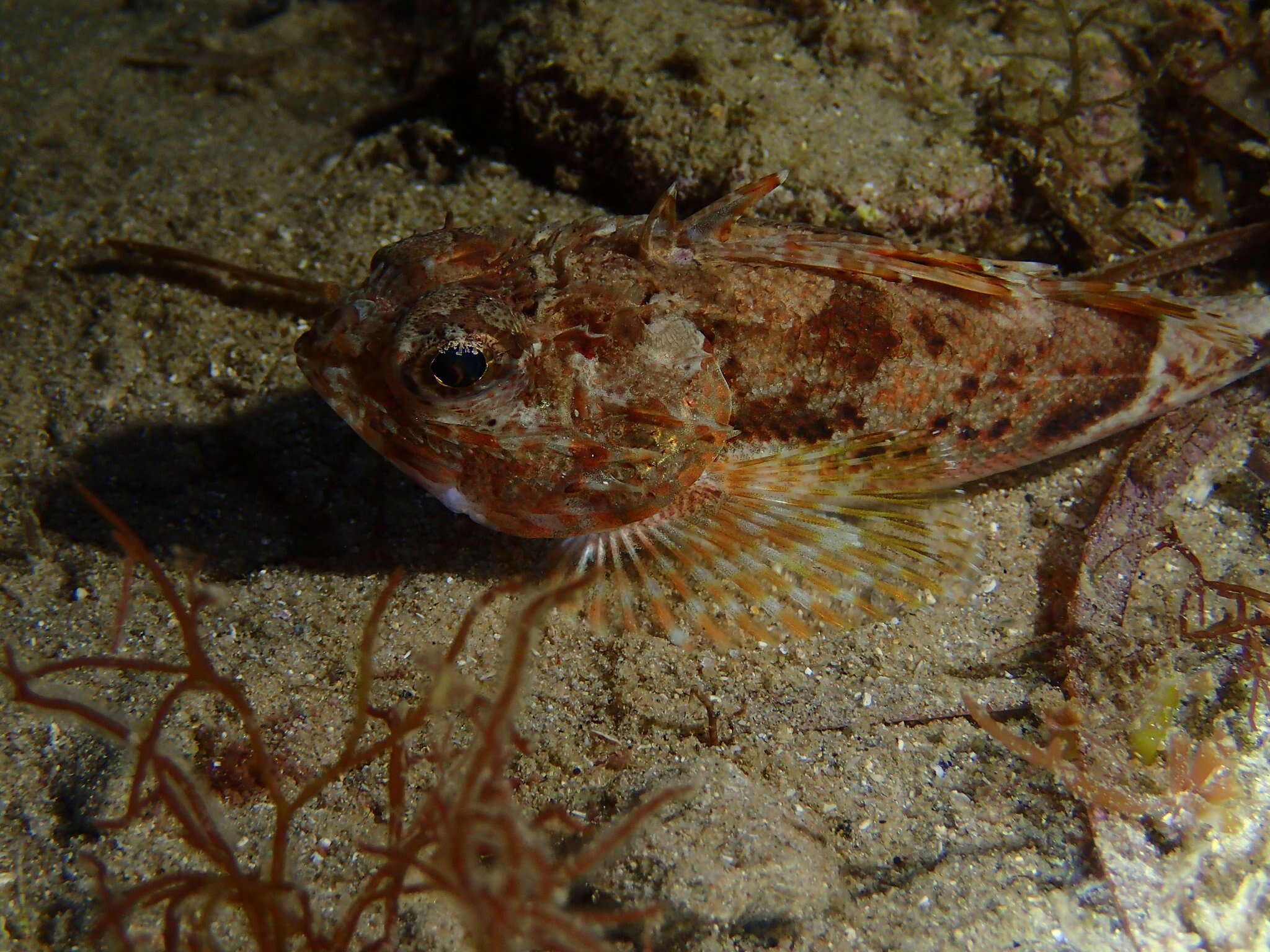 Image of Southern gurnard perch