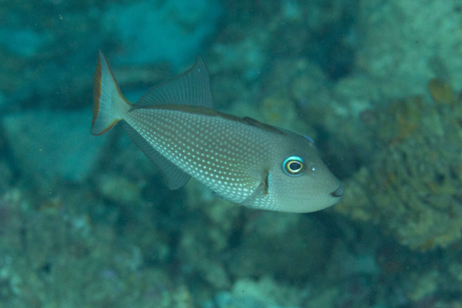 Image of Gilded triggerfish