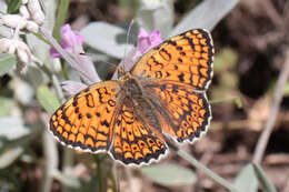 Image de Melitaea arduinna kocaki Wagener & Gross 1976