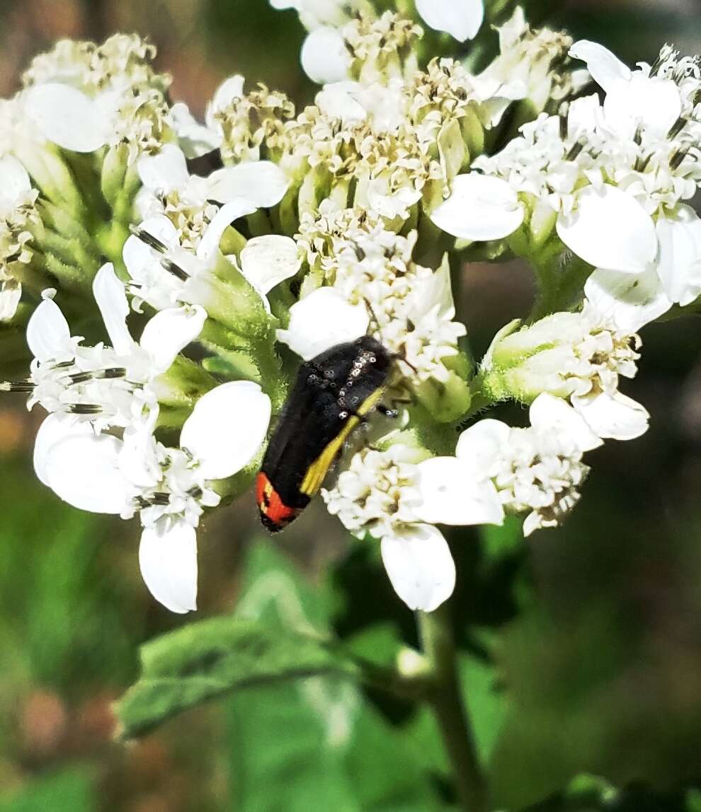 Imagem de Acmaeodera flavomarginata (Gray 1832)