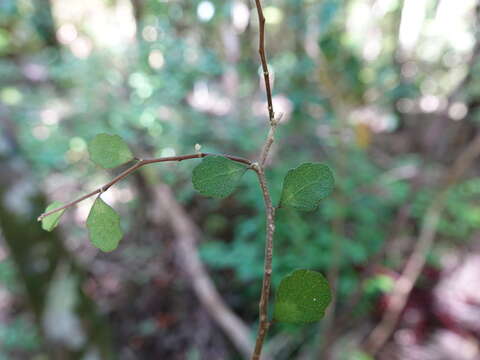 Imagem de Melicytus micranthus Hook. fil.