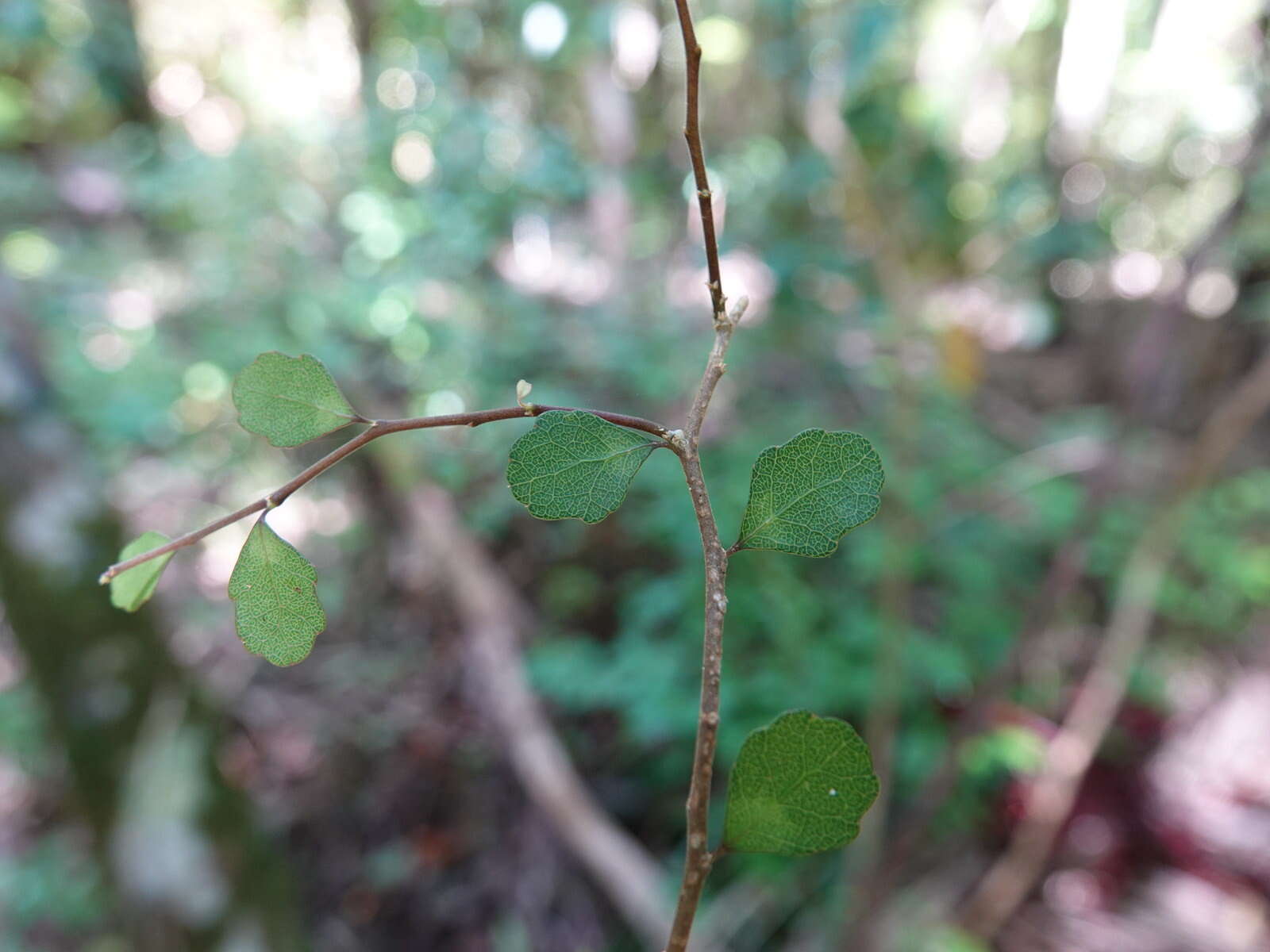 Imagem de Melicytus micranthus Hook. fil.