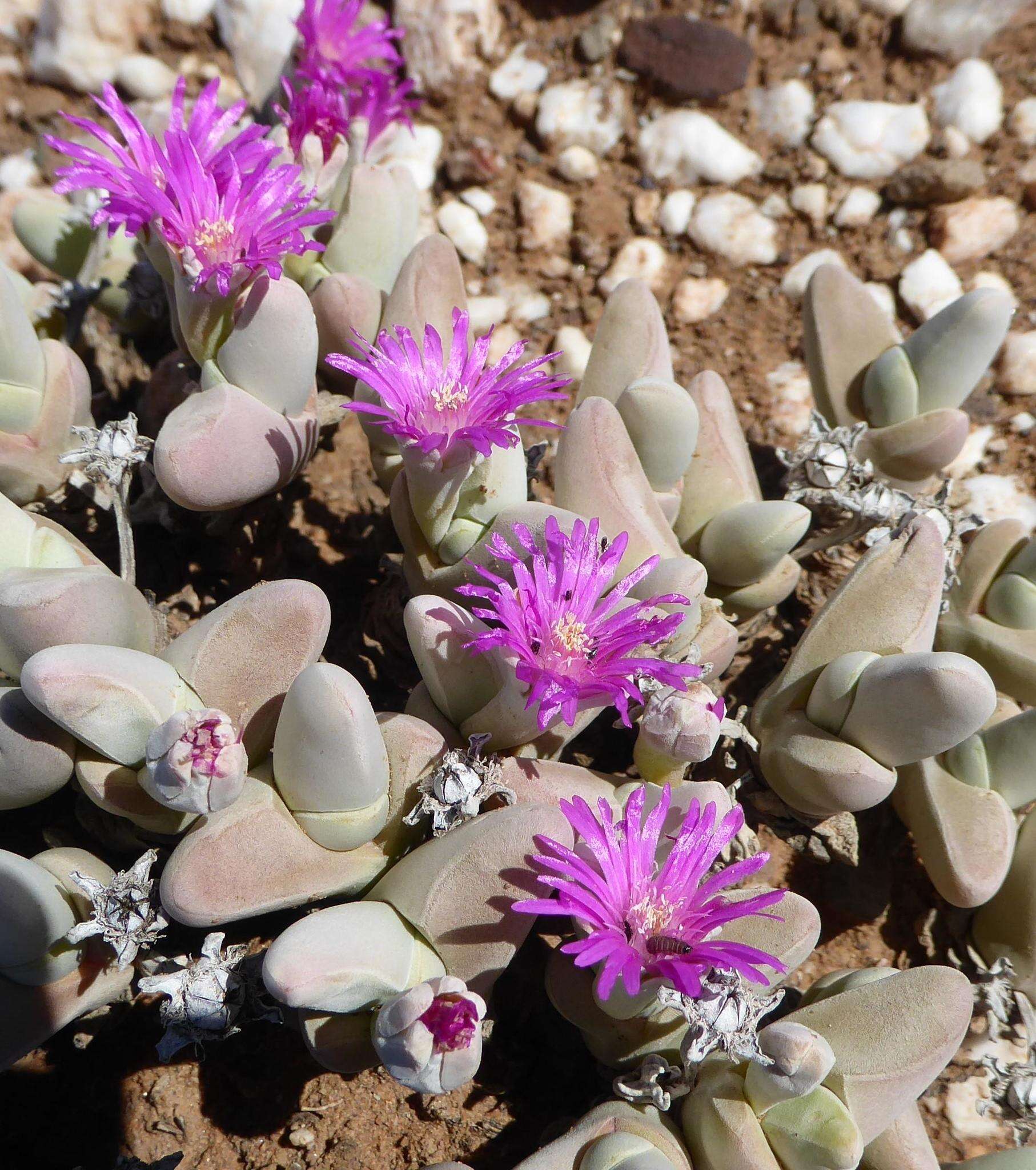 Imagem de Gibbaeum pubescens (Lettsom ex Haw.) N. E. Br.